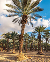 Fototapeta na wymiar industrial plantation of date palms. Image depicts desert agriculture industry in the Middle East
