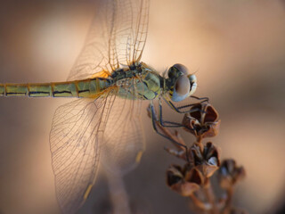Libellula