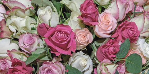 Background of beautiful flowers. Сlose up. Panorama.