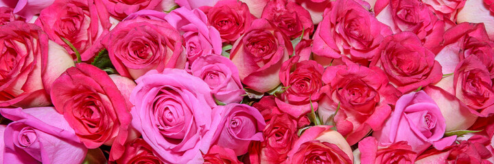 Background of beautiful flowers. Сlose up. Panorama...