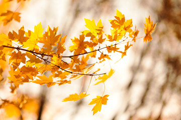 Naklejka na ściany i meble Yellow maple leaves background, autumn park sunny day. Beautiful golden fall nature landscape. Selective focus