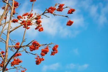 ナナカマド　空　素材