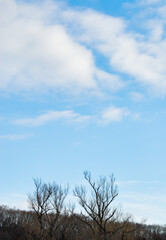 冬　木　空　雲　素材