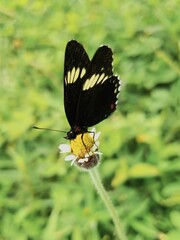 butterfly on leaf