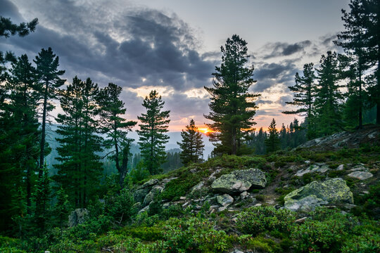 Beautiful sunset view in cedar forest in front of sayan mountain range, Khamar-daban mountein range, Siberia, Russia