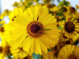 Obraz premium A bouquet of yellow rudbekia flowers or coneflowers close-up.