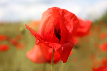 Beautiful red poppy flower growing in field, closeup