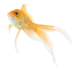 Beautiful bright small goldfish isolated on white
