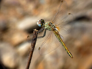 Libellula