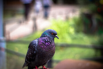 Pigeon on a blurred background of a green park. Side view. 