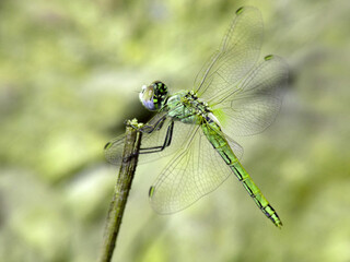 Libellula