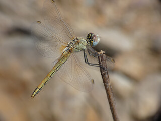 Libellula