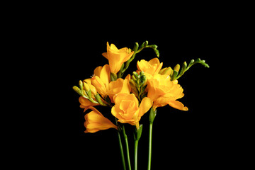 Beautiful yellow freesia flowers on black background