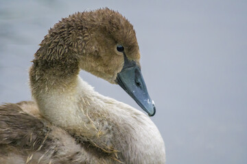 a Young swan swims elegantly on a pond