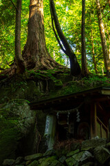Fototapeta na wymiar 社を覆う桧の巨木