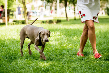 Owner walking with weimaraner dog breed at the park.