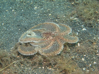 Octopus