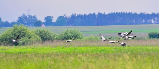 żurawie © Krzysztof