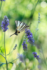 Beautiful butterfly Iphiclides Podalirius collects nectar on a sprig of lavender on a summer day