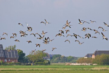 Schwarm Wildgänse 