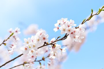 pink cherry blossom