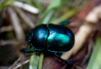 Macro of beautiful metallic iridescent dark green and blue beetle in the forest