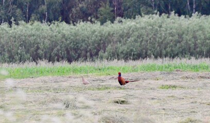 kurka i bażant © Krzysztof