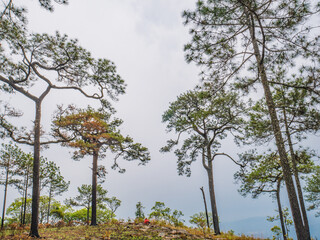 Beautiful scenery view from Phu Kradueng mountain national park in Loei City Thailand.Phu Kradueng mountain national park the famous Travel destination