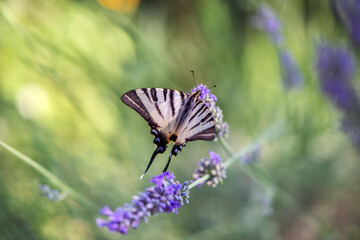 Beautiful butterfly Iphiclides Podalirius collects nectar on a sprig of lavender on a summer day