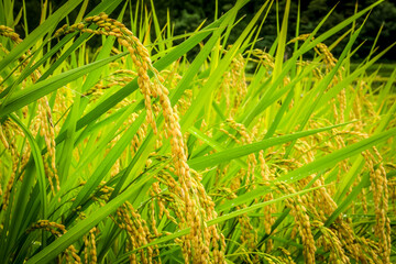 白川郷の田園の稲穂