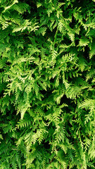 Koniferen, Grüne Hintergrundtextur, Wallpaper