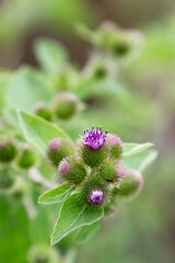 Arctium minus, Common Burdock, showing a cluster of purple flower heads opening among plentiful green bracts, and lower leaves, in Lansing, Michigan, USA