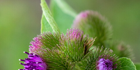 Closeup of Arctium minus, Common Burdock, showing the emerging purple sheaths and bracts of a cluster of purple flower heads, in Lansing, Michigan, USA