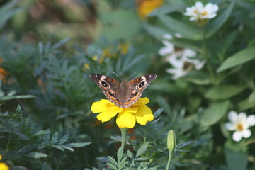 Common Buckeye butterfly in flowerbed 2020 IV