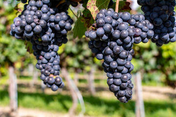 Close up of berries and leaves of grape-vine. A single bunch of ripe red wine grapes hanging on a vine on green leaves background. Plantation of grape-bearing vines, grown for winemaking, vinification