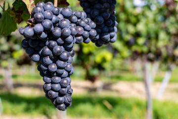 Close up of berries and leaves of grape-vine. A single bunch of ripe red wine grapes hanging on a vine on green leaves background. Plantation of grape-bearing vines, grown for winemaking, vinification