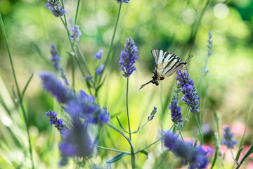 Beautiful butterfly Iphiclides Podalirius collects nectar on a sprig of lavender on a summer day