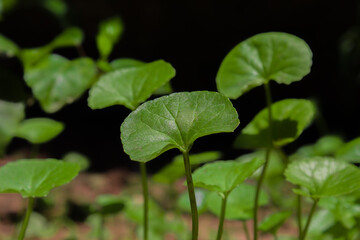 green leaf with water droplets, green leaf with water drop, green leaf, rain, monsoon, leaf photography, image of leaf, big leaf, nature