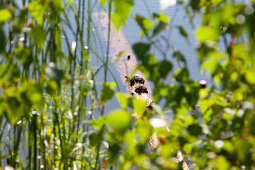 turtles sunbathing on a branch