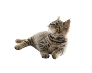 Cute tabby kitten on white background. Baby animal