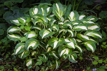 green with white veins leaves of hosta - 376230429