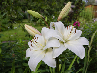 Fototapeta na wymiar White lily buds and flowers