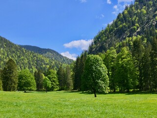 Green meadow with tree and forest in the alps, Bavaria, Germany