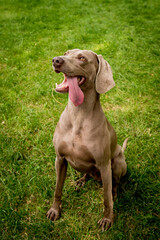 Portrait of cute weimaraner dog breed at the park.