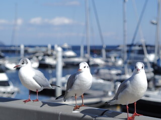 Obraz premium OLYMPUS DIGITAL CAMERA