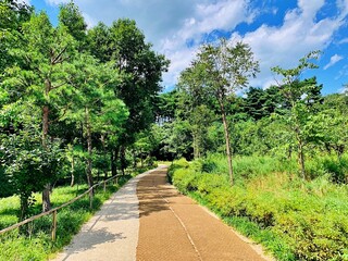 road in the park with trees korea