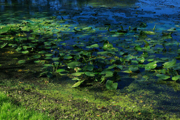 Lily pads on the bank of an overgrown pond. Summer time.