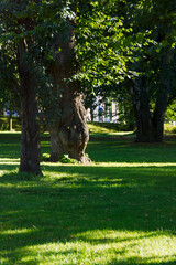 human shaped tree in a park