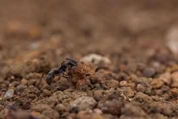 ants on the ground
