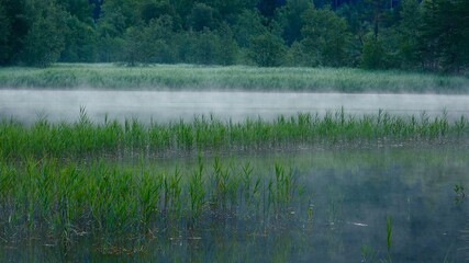 See im Nebel, Wildsee in der Morgendämmerung
